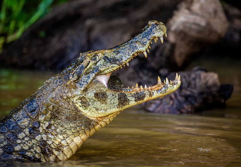 Krokodil in Aktion