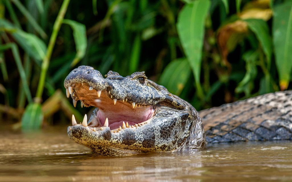 Krokodil im See