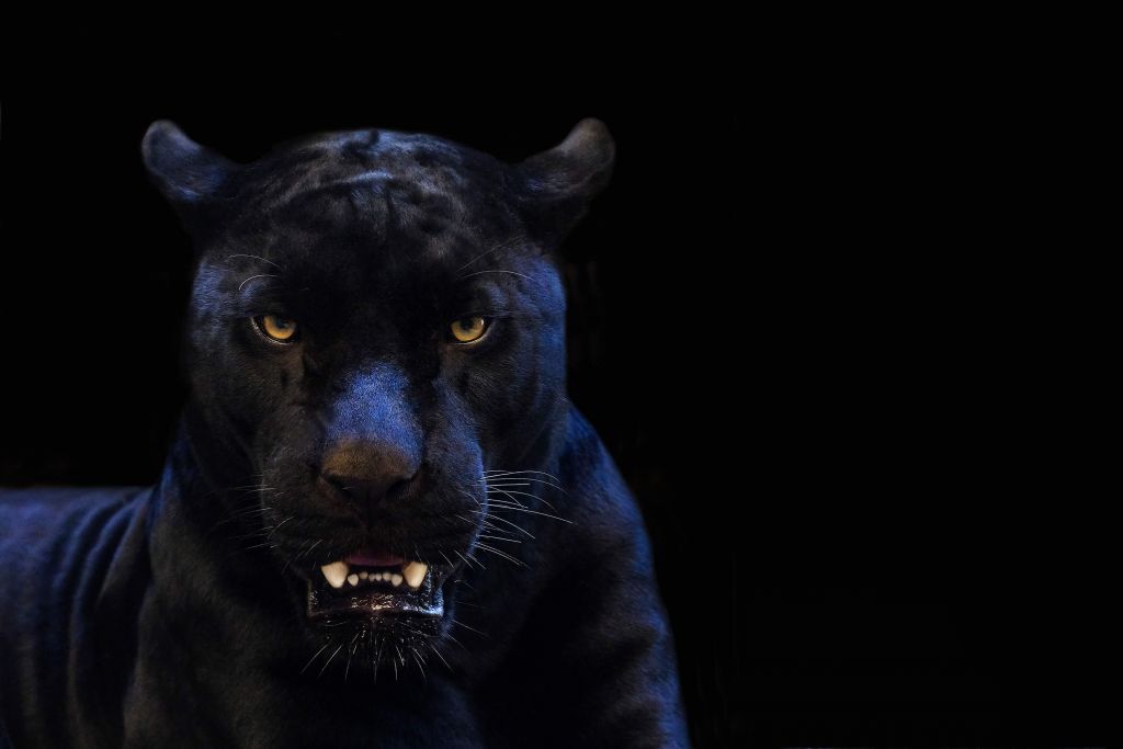 Nahaufnahme Panther