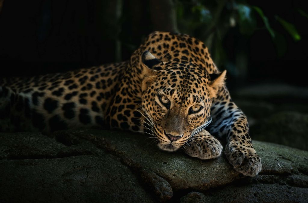 Panther im Wald