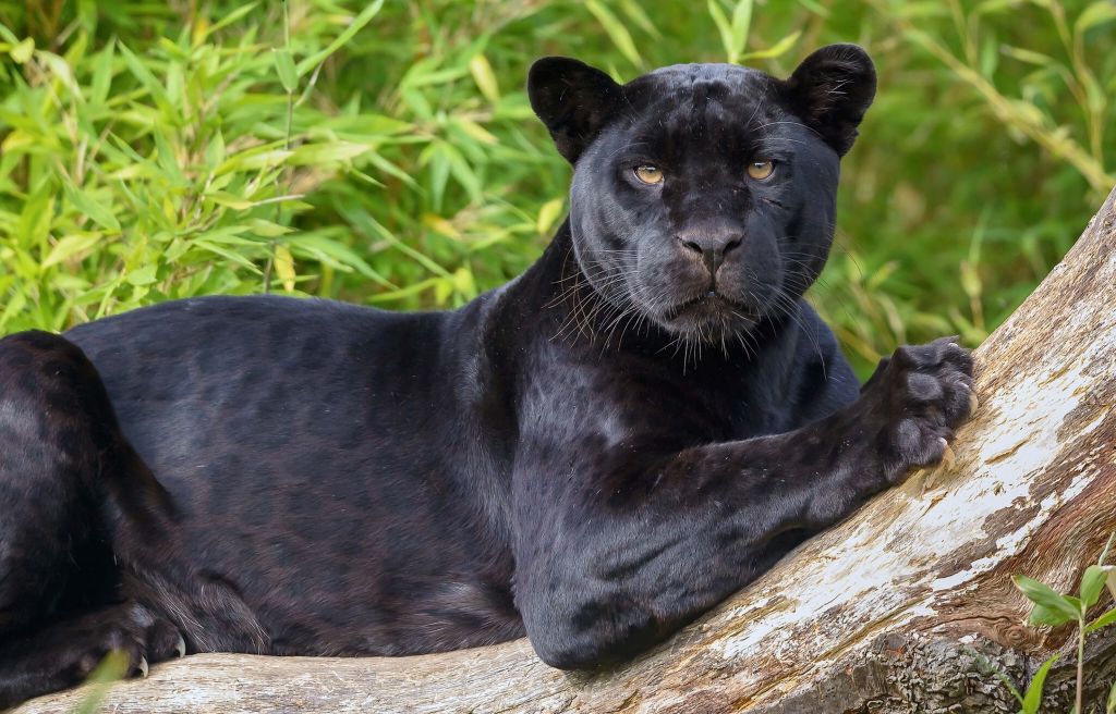 Schwarzer Panther auf einem Baum