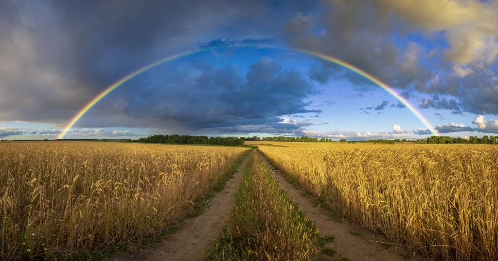 Regenbogen über einem Weizenfeld