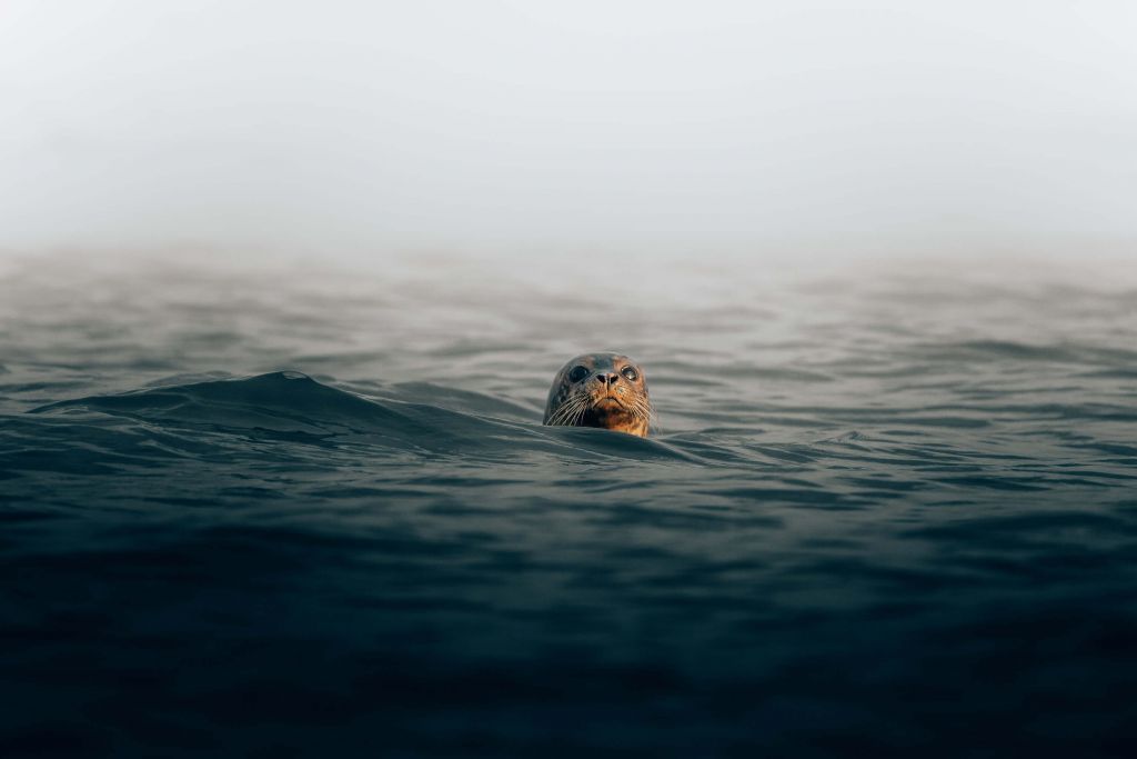 Robbe vor der dänischen Küste