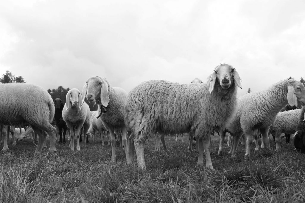 Schafherde in Schwarz und Weiß
