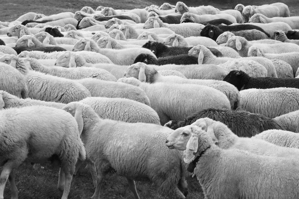 Schwarze und weiße Schafe