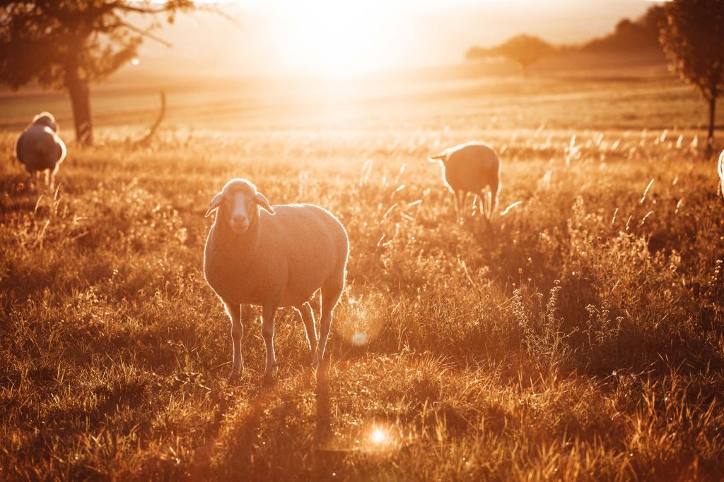 Schafe auf einer schönen Weide