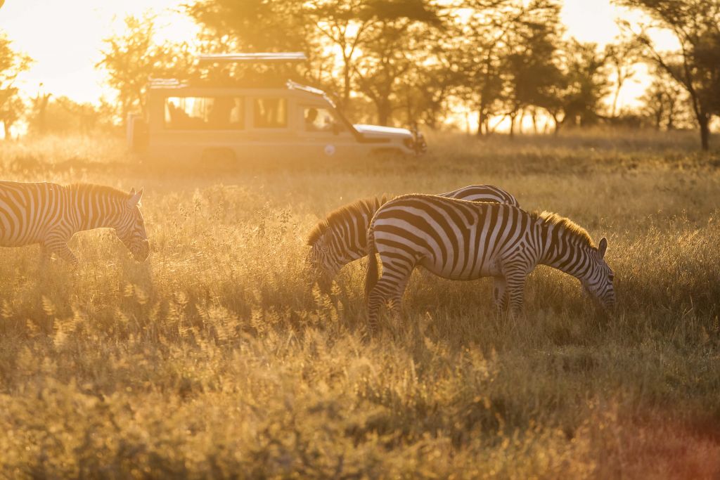 Zebra-Safari