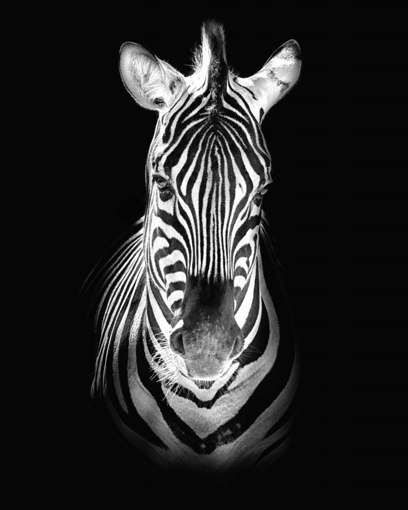 Nahaufnahme Zebra schwarz-weiß