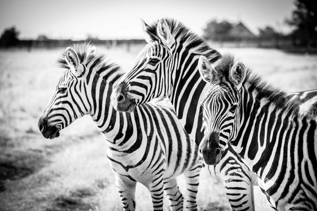 Zebras nebeneinander schwarz und weiß