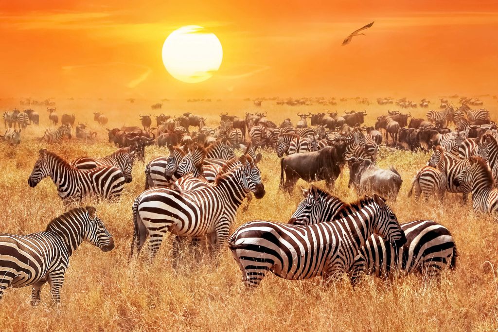 Savannensonne mit Zebras