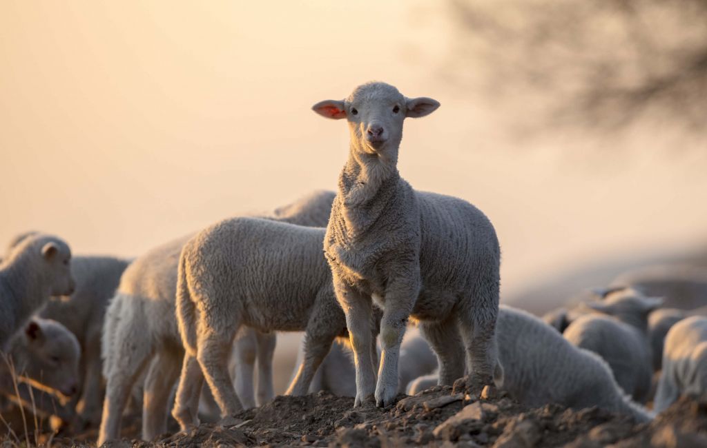 Schafe der Welt
