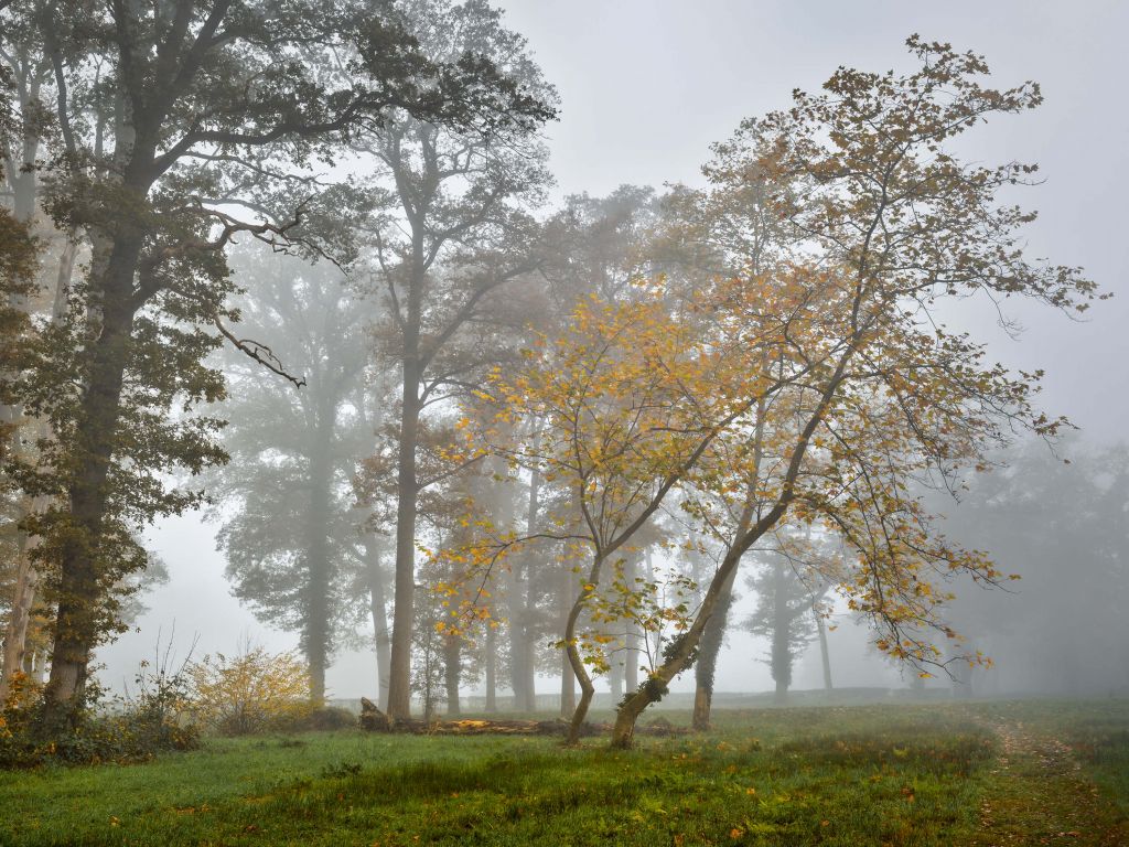 Grasfeld mit Bäumen und Nebel