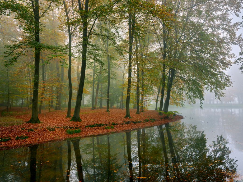 Spiegelung von Bäumen im Teich