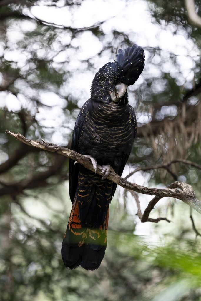 Schwarzer Kakadu im Baum