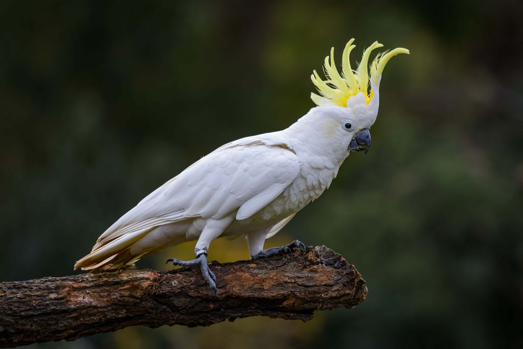 Weißer Kakadu auf einem Ast