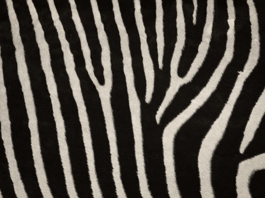 Zebra-Mantel