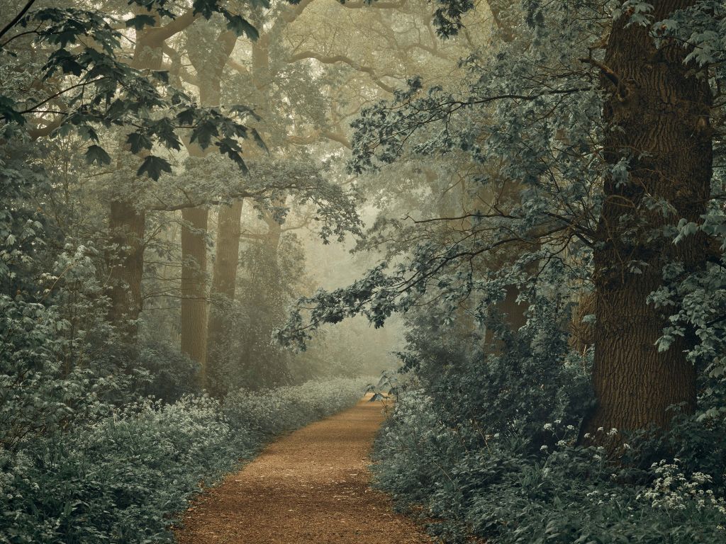 Weg durch den Wald mit Nebel