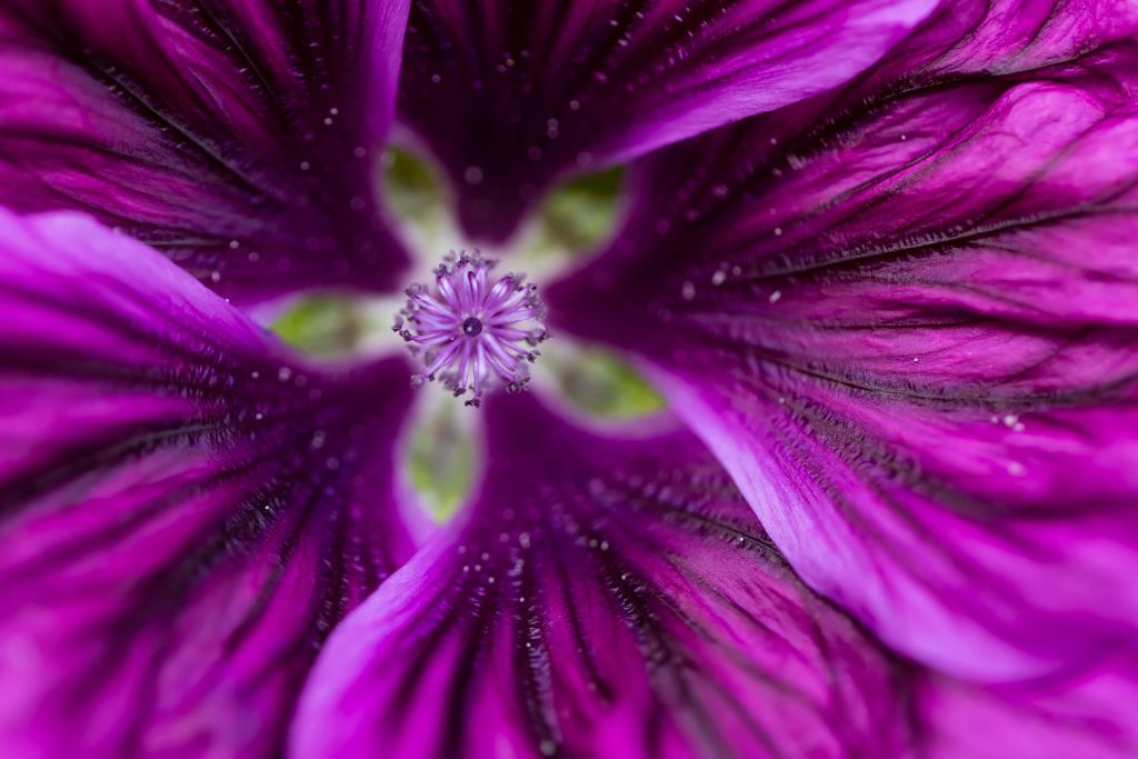 Kaleidoskop Blume