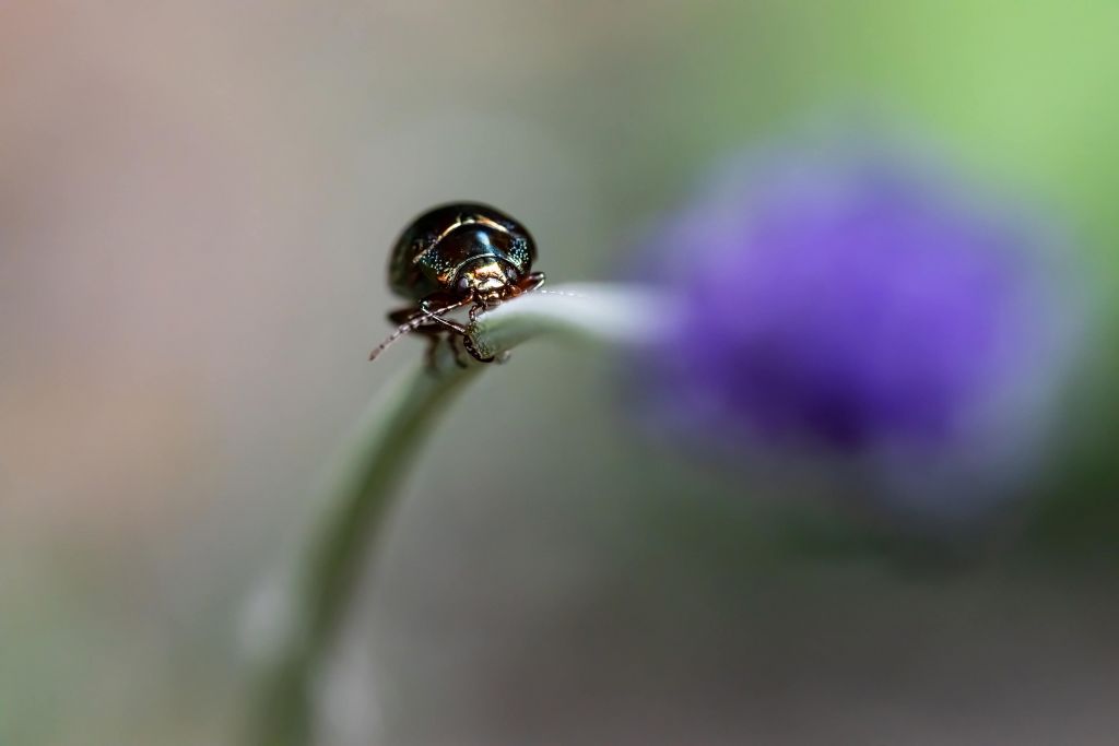Rosmarinkäfer mit Lavendel