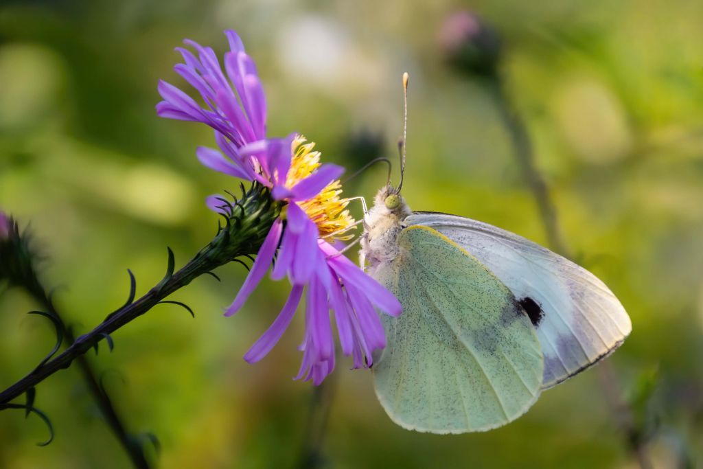 Weißer Schmetterling im Licht