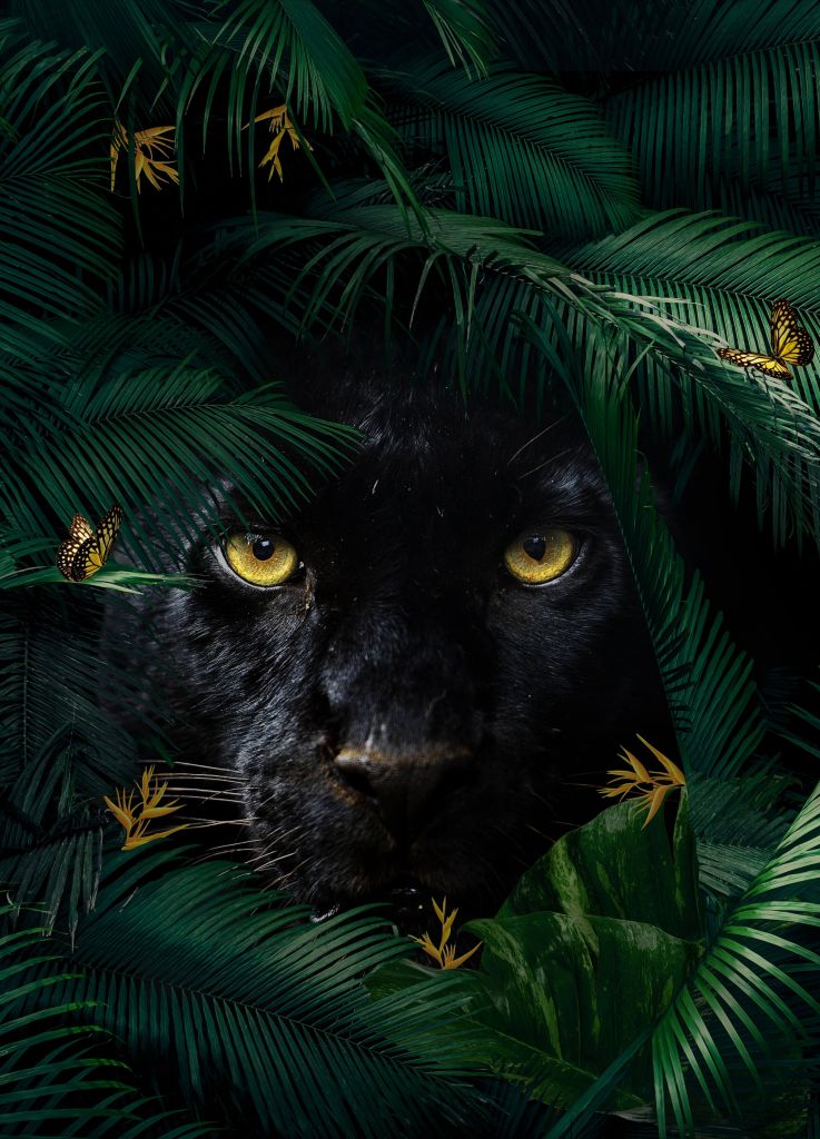 Jungle Panther Porträt