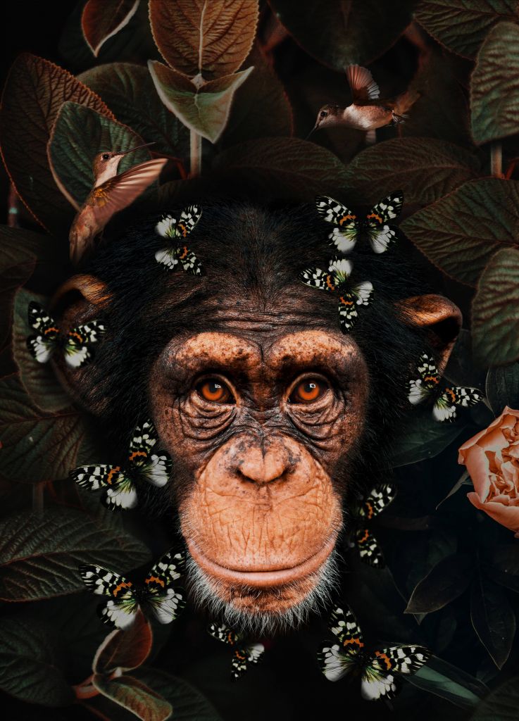 Tropical Chimpanzee Porträt