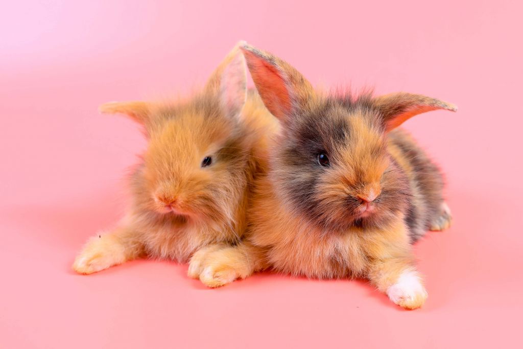 Kaninchen mit rosa Hintergrund