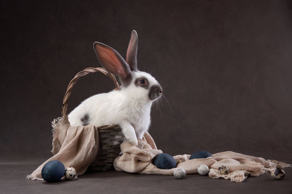 Kaninchen in einem Osterkorb