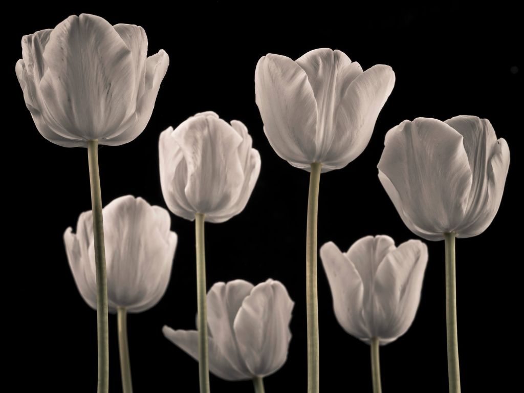 Verschiedene Tulpen