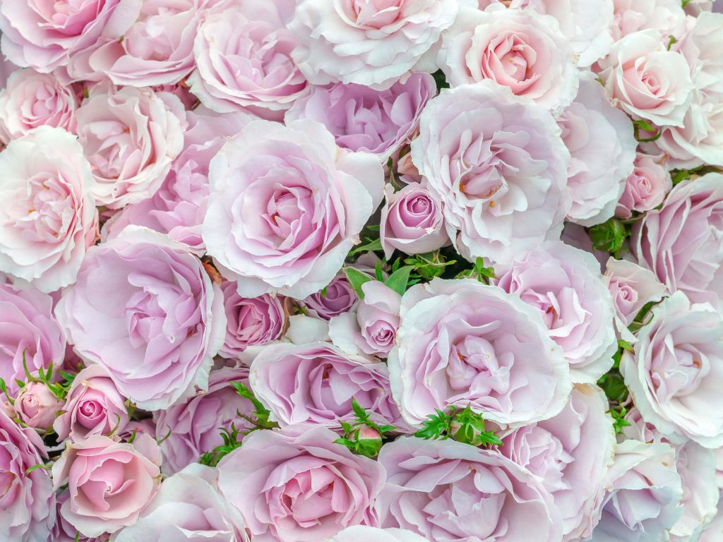 Bunte weiße und rosa Rosen