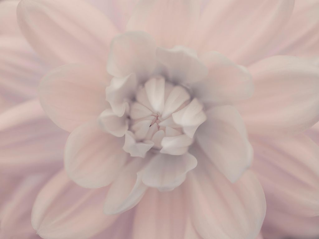 Rosa Dahlienblüte