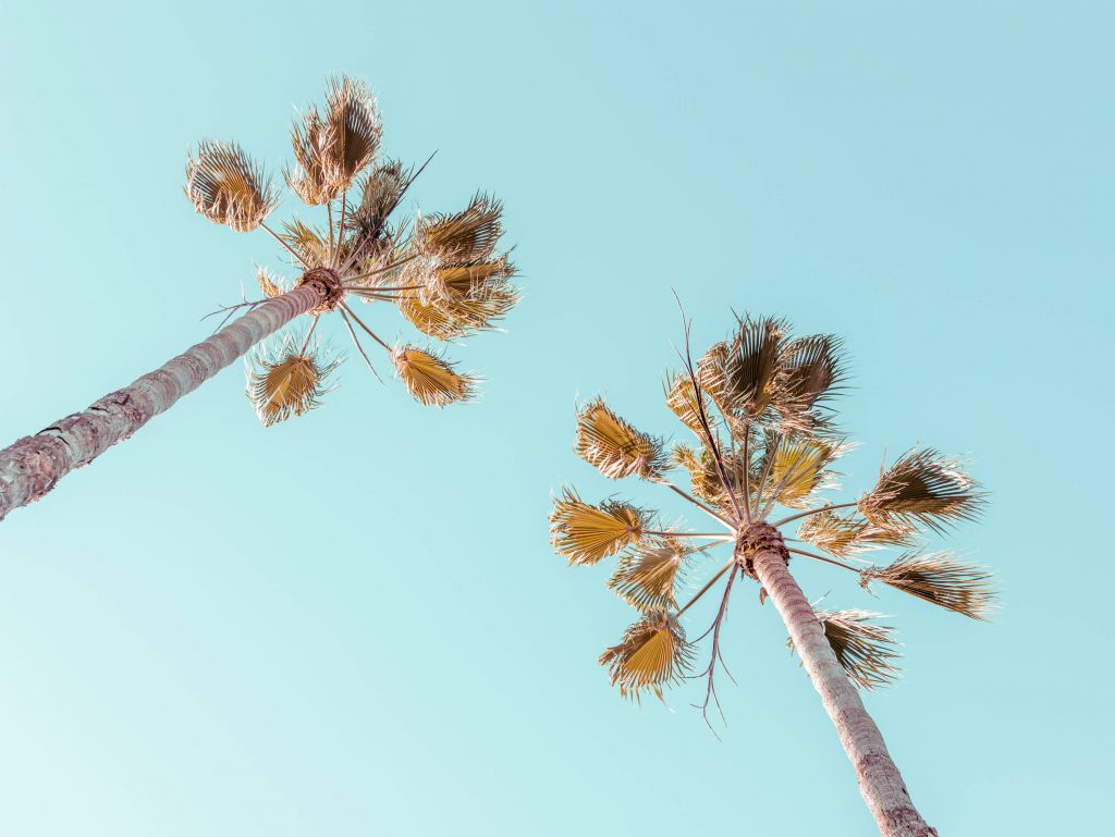 Palmen mit blauem Himmel