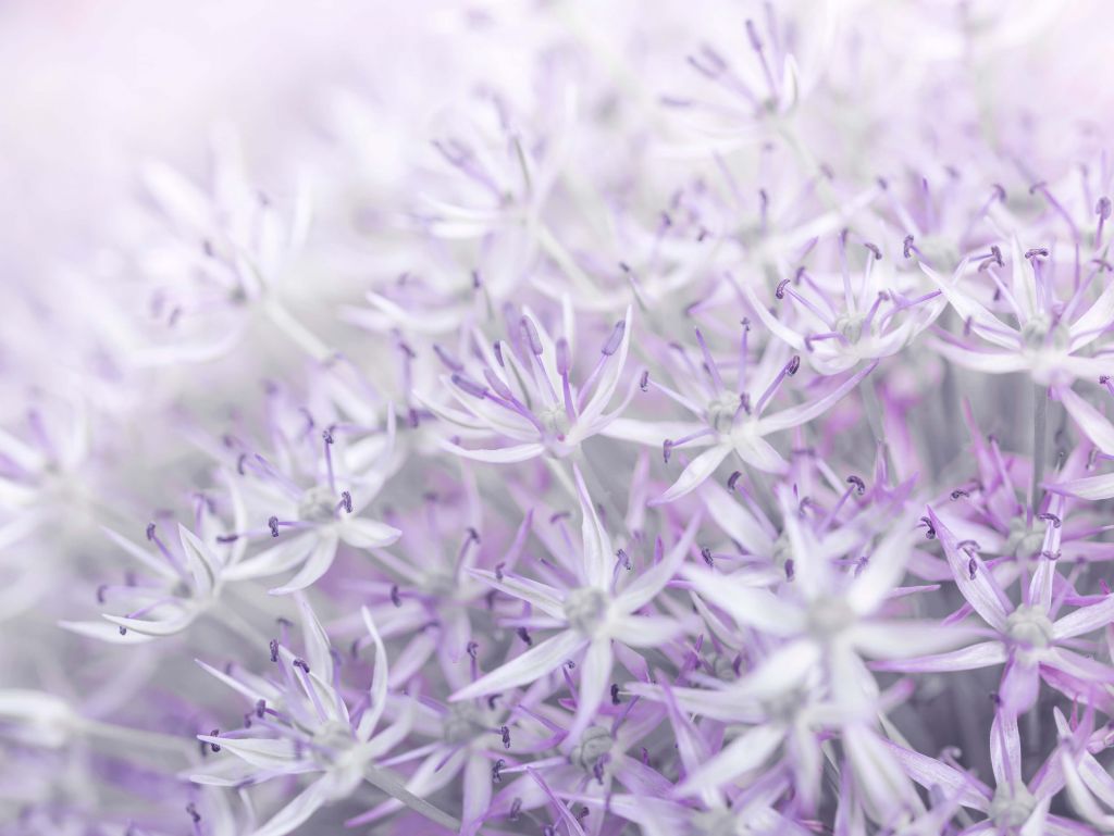 Allium-Blüten in Nahaufnahme