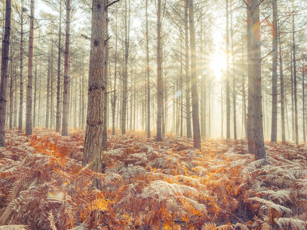 Sonnenstrahlen durch kalte Bäume