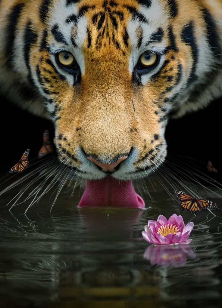 Dschungel Tiger Porträt