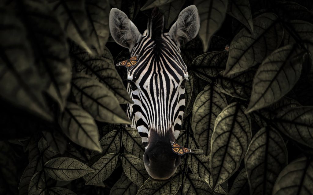 Dschungel Zebra