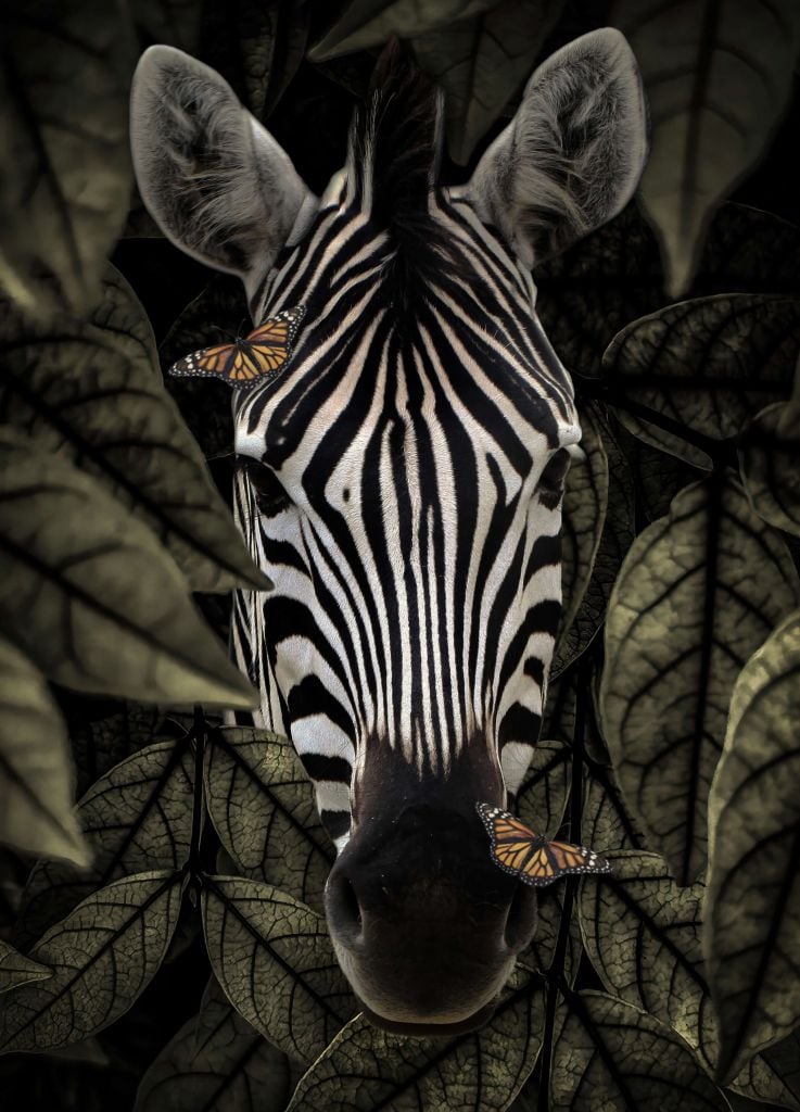 Dschungel Zebra Portrait