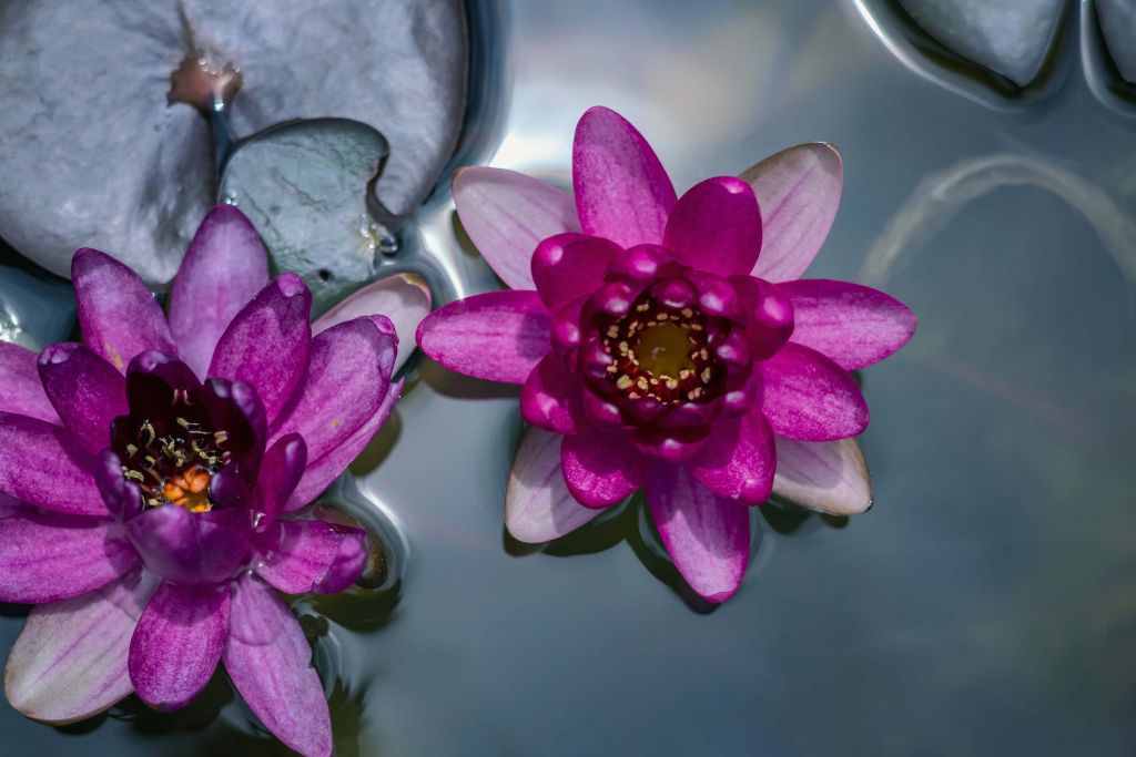 Rosa Lotosblume im Wasser