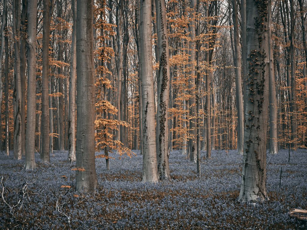 Wald mit pastellfarbenen Tönen