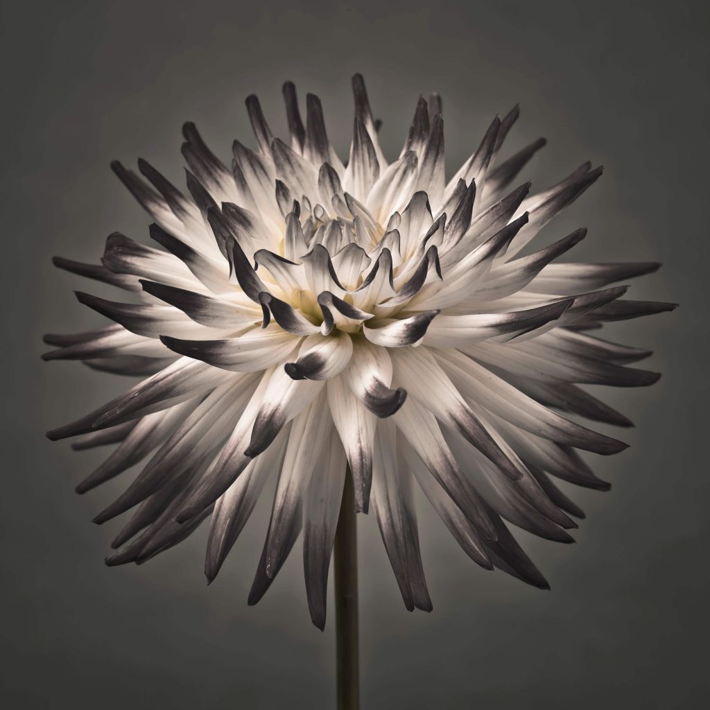 Dahlie Blume schwarz und weiß