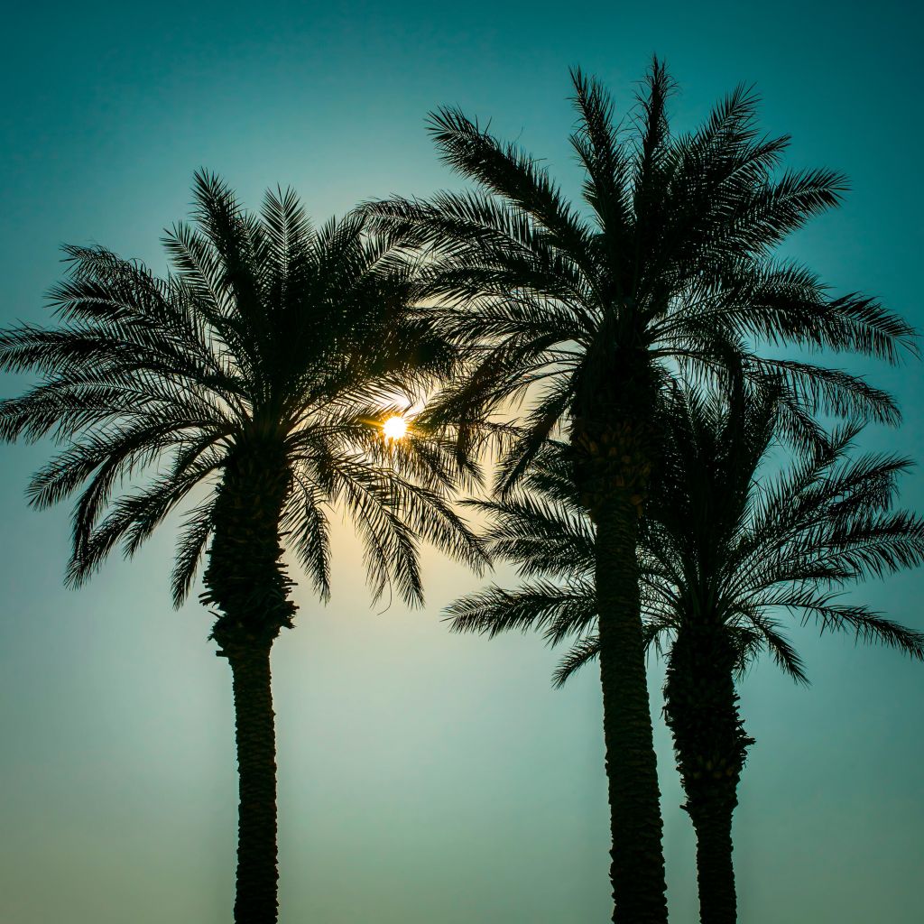 Silhouette von Palmen