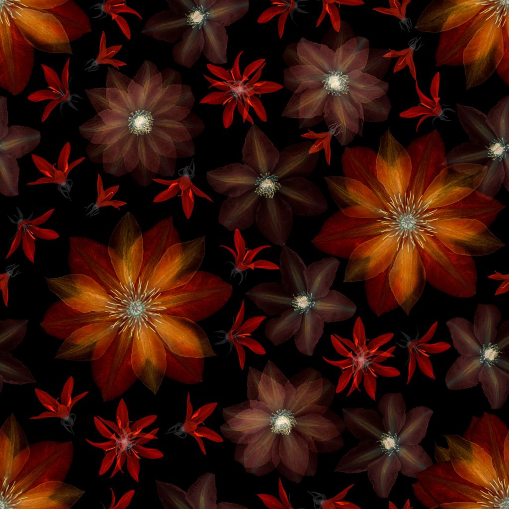 Rote Clematisblüten