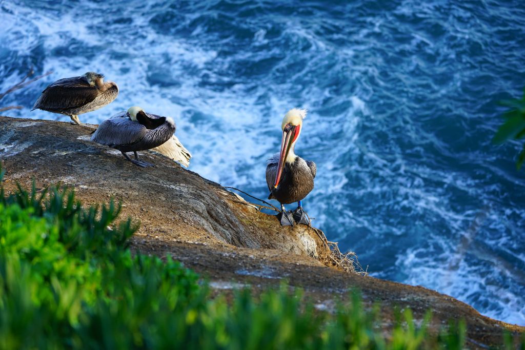 Kalifornische Pelikane