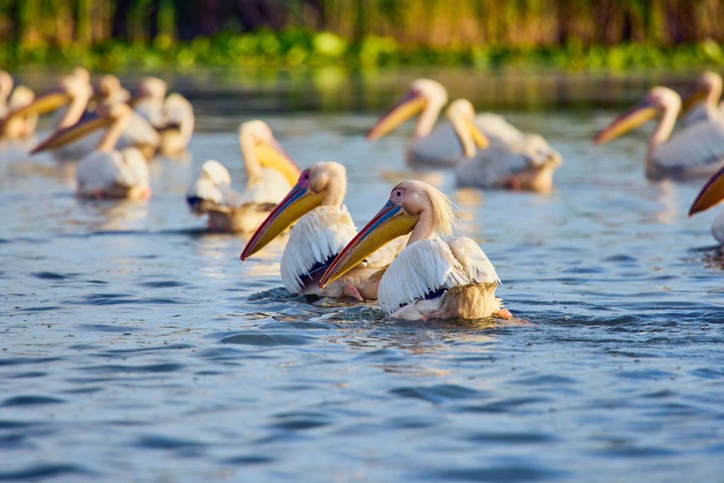 Pelikane in freier Wildbahn