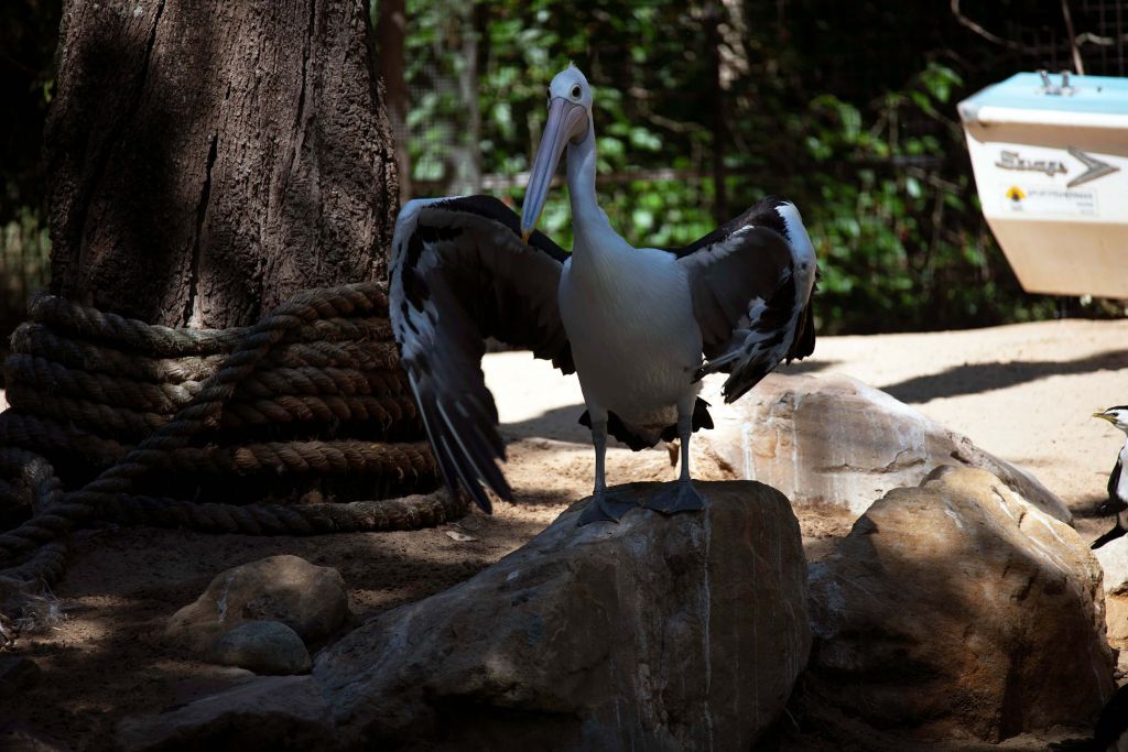 Pelikan auf einem Stein