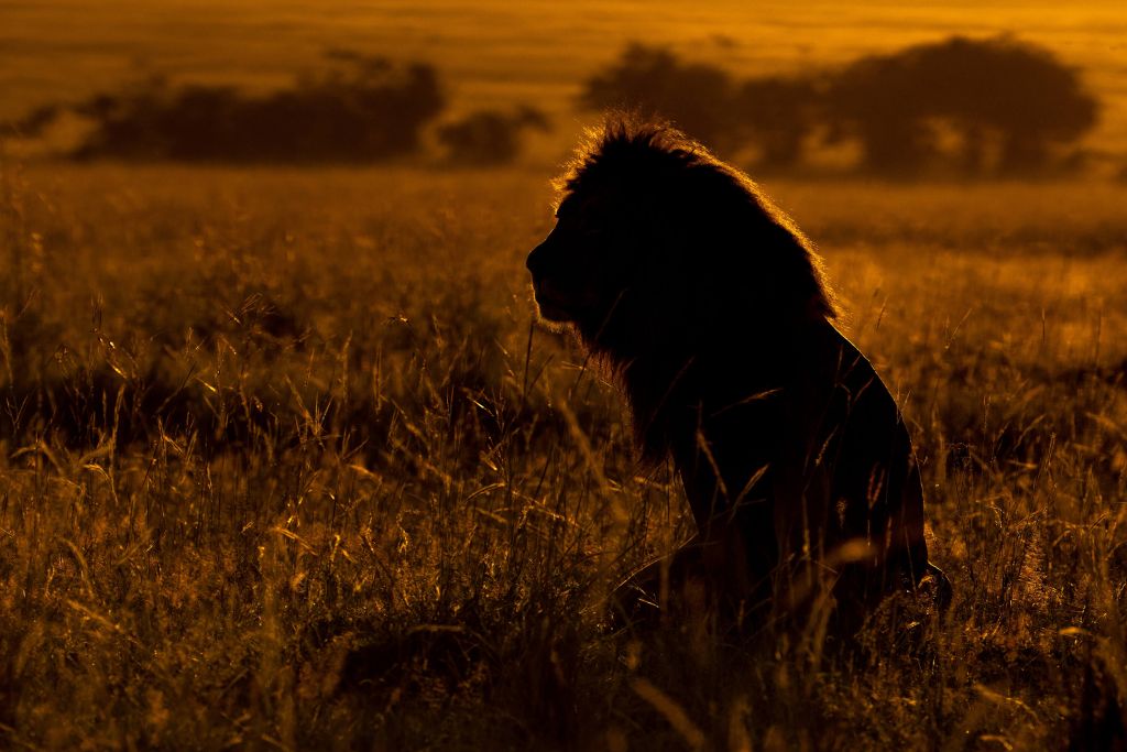Silhouette eines männlichen Löwen