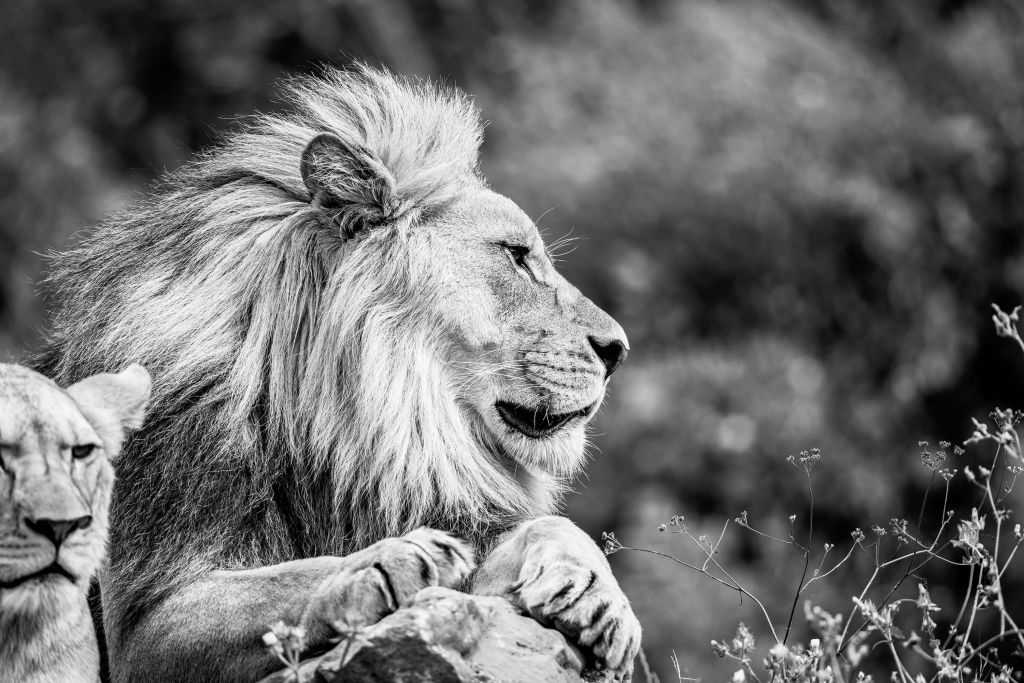 Ruhiger Löwe in der Savanne