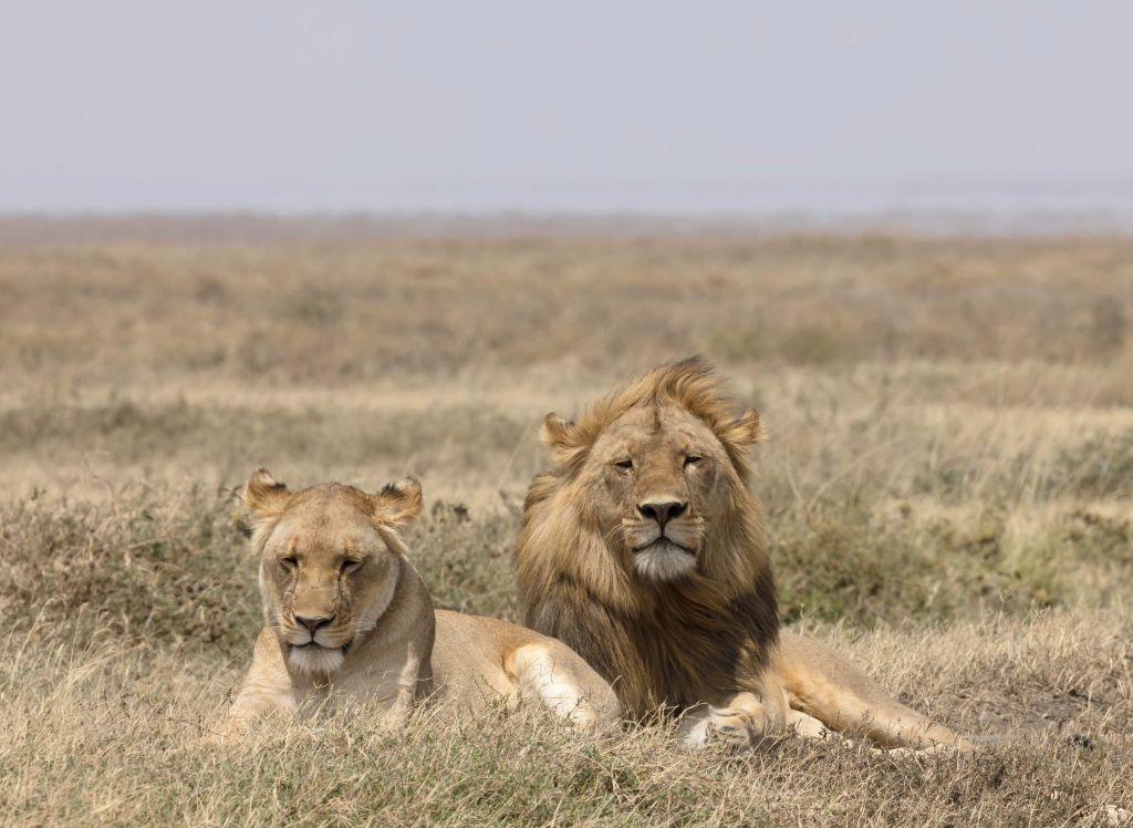 Löwe und Löwin in der Savanne