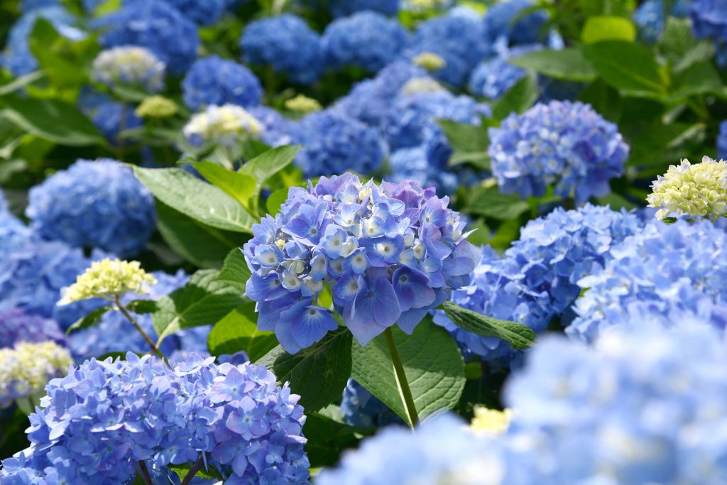 Blühende blaue Hortensien