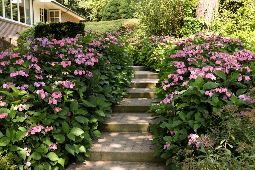 Treppe zwischen rosa Hortensien